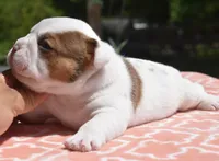 Envy mini bulldog hybrid , a female English Bulldog and French Bulldog for sale in Dayton, OH – 4 of 5
