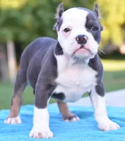 Hercules Bulldog hybrid , a male English Bulldog and French Bulldog for sale in Dayton, OH – 4 of 10