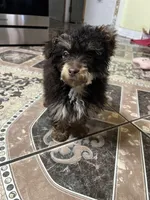 Hershey chocolate phantom , a male Poodle - Toy  for sale in Dayton, OH – Photo 5 of 7