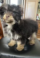 Hershey chocolate phantom , a male Poodle - Toy  for sale in Dayton, OH – Photo 3 of 7