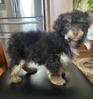 Hershey chocolate phantom , a male Poodle - Toy  for sale in Dayton, OH – Photo 4 of 7