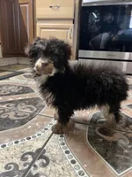 Hershey chocolate phantom , a male Poodle - Toy  for sale in Dayton, OH – Photo 6 of 7