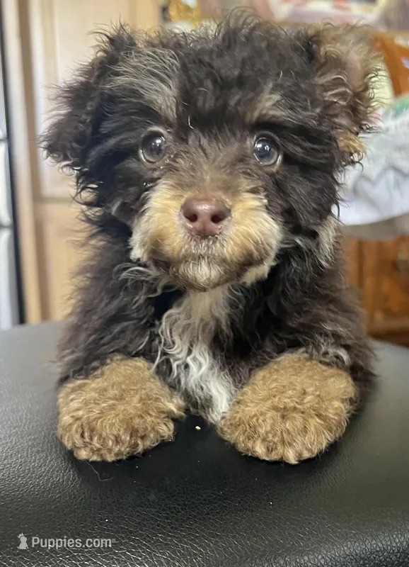 Hershey chocolate phantom 