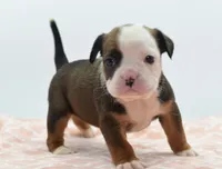 Rosie tricolor hybrid Bulldog , a female English Bulldog and Olde English Bulldogge for sale in Dayton, OH – 9 of 10