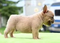 Peanut micro size, a male Boston Terrier and French Bulldog for sale in Dayton, OH – 10 of 10