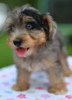 Sapphire blue eyes, a female Yorkipoo and Poodle - Toy  for sale in Dayton, OH – 8 of 10
