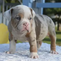Maggie mini hybrid bulldog, a female English Bulldog and French Bulldog for sale in Dayton, OH – 5 of 10