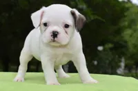 Milo, a male Boston Terrier and French Bulldog for sale in Dayton, OH – 5 of 10