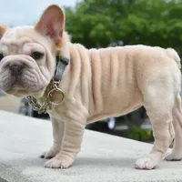 Rayna, a female French Bulldog for sale in Dayton, OH – Photo 10 of 10