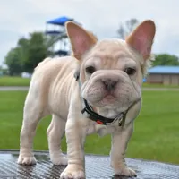 Rayna, a female French Bulldog for sale in Dayton, OH – Photo 1 of 10