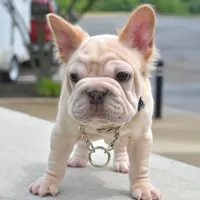 Rayna, a female French Bulldog for sale in Dayton, OH – Photo 9 of 10