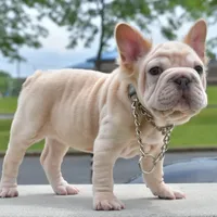 Rayna, a female French Bulldog for sale in Dayton, OH – Photo 5 of 10