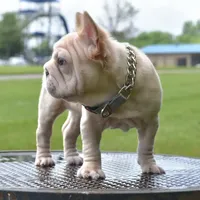 Rayna, a female French Bulldog for sale in Dayton, OH – Photo 2 of 10