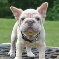 Rayna, a female French Bulldog for sale in Dayton, OH – Photo 3 of 10