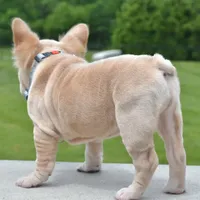 Rayna, a female French Bulldog for sale in Dayton, OH – Photo 7 of 10