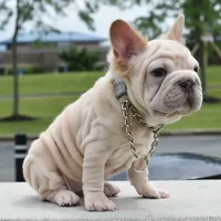 Rayna, a female French Bulldog for sale in Dayton, OH – Photo 6 of 10