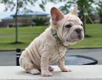 processed/3e0f09a0-3cc6-4085-bf7d-8f9732367f69/listing/cb34688b-1115-4f03-9ef1-703acce02801/e3074ba7-fea0-4f62-ad44-e4d039c47a3f