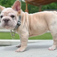 Rayna, a female French Bulldog for sale in Dayton, OH – Photo 8 of 10