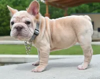 processed/3e0f09a0-3cc6-4085-bf7d-8f9732367f69/listing/cb34688b-1115-4f03-9ef1-703acce02801/f11d0230-00d7-47a8-9cb9-b24d6e5c74ec