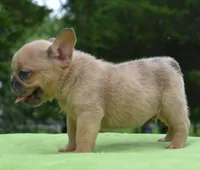 Peanut micro size, a male Boston Terrier and French Bulldog for sale in Dayton, OH – 3 of 10