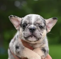 Cindy, a female Boston Terrier and French Bulldog for sale in Dayton, OH – 7 of 10