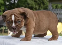 Legacy mini red bulldog hybrid , a female English Bulldog and French Bulldog for sale in Dayton, OH – 2 of 10