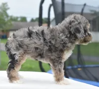 Dixie , a female Poodle - Toy  for sale in Dayton, OH – 6 of 10
