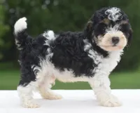 Bentley , a male Poodle - Toy  for sale in Dayton, OH – 9 of 10