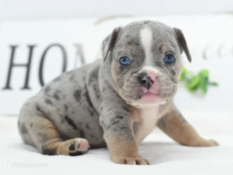 Lux blue eyes merle – English Bulldog, Olde English Bulldogge puppy for sale in Dayton, OH