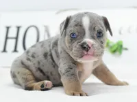 Lux blue eyes merle, a male English Bulldog and Olde English Bulldogge for sale in Dayton, OH – 1 of 10
