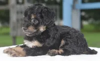 Molly , a female Poodle - Toy  for sale in Dayton, OH – 6 of 10