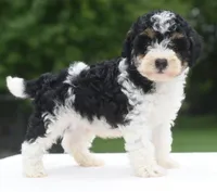 Bentley , a male Poodle - Toy  for sale in Dayton, OH – 8 of 10