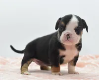 Princess tiny Bulldog hybrid , a female English Bulldog and Olde English Bulldogge for sale in Dayton, OH – 6 of 10
