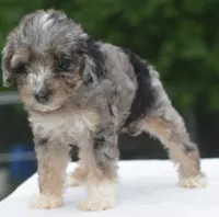 Dixie , a female Poodle - Toy  for sale in Dayton, OH – 4 of 10