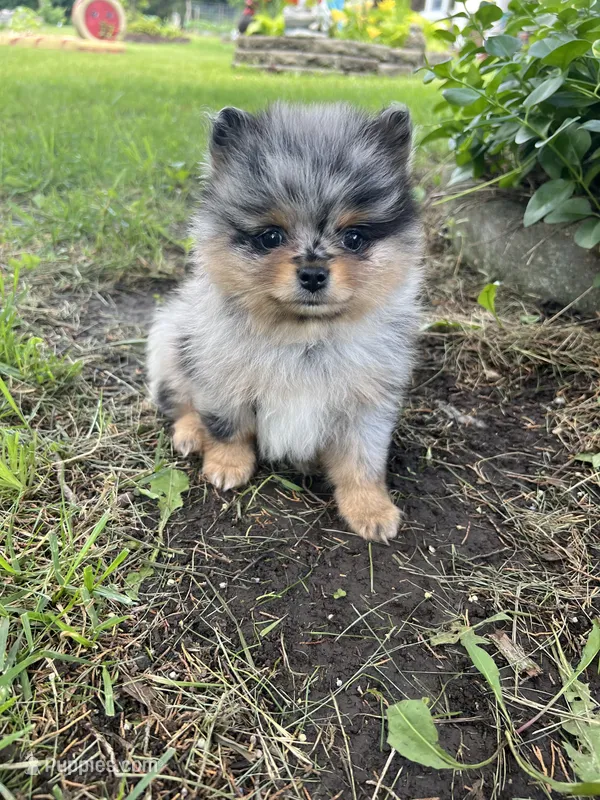 Bandit – Pomeranian puppy for sale in Dayton, OH