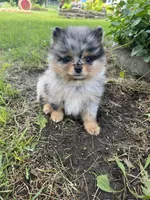 Bandit, a male Pomeranian for sale in Dayton, OH – 1 of 1