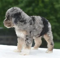Dixie , a female Poodle - Toy  for sale in Dayton, OH – 10 of 10