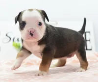 Queen tricolor Bulldog hybrid , a female English Bulldog and Olde English Bulldogge for sale in Dayton, OH – 10 of 10