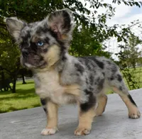 Ruby blue eyes merle fluffy , a female Boston Terrier and French Bulldog for sale in Dayton, OH – 3 of 7