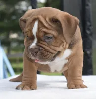 Legacy mini red bulldog hybrid , a female English Bulldog and French Bulldog for sale in Dayton, OH – 4 of 10