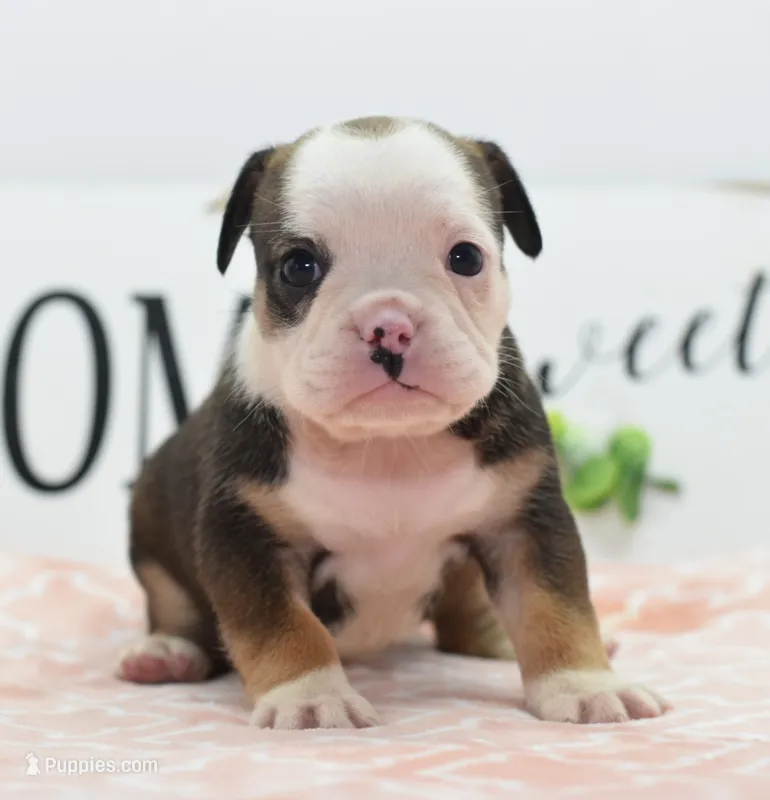 Queen tricolor Bulldog hybrid  – English Bulldog, Olde English Bulldogge puppy for sale in Dayton, OH