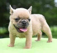 Peanut micro size, a male Boston Terrier and French Bulldog for sale in Dayton, OH – 4 of 10