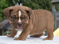 Legacy mini red bulldog hybrid , a female English Bulldog and French Bulldog for sale in Dayton, OH – 5 of 10
