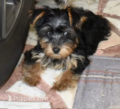 Molly phantom  – Yorkipoo, Poodle - Toy  puppy for sale in Dayton, OH