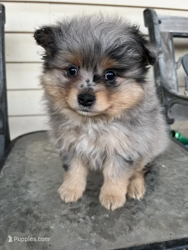 Bella  – Pomeranian puppy for sale in Dayton, OH