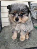 Bella , a female Pomeranian for sale in Dayton, OH – 1 of 1