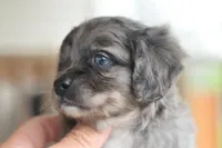 Milo f1b, a male Cocker Spaniel and Poodle - Toy  for sale in Dayton, OH – Photo 3 of 10