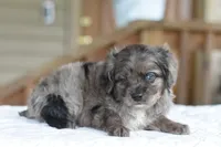 Milo f1b, a male Cocker Spaniel and Poodle - Toy  for sale in Dayton, OH – Photo 9 of 10