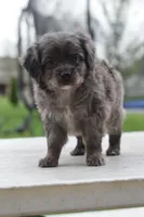 Milo f1b, a male Cocker Spaniel and Poodle - Toy  for sale in Dayton, OH – Photo 6 of 10
