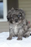 Milo f1b, a male Cocker Spaniel and Poodle - Toy  for sale in Dayton, OH – Photo 10 of 10